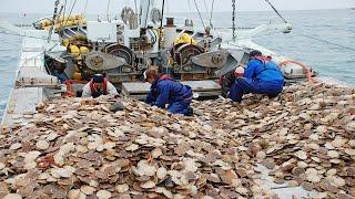 Amazing Fastest Catch Hundreds Tons of Scallops With Modern Big Boat - Amazing big catching on sea