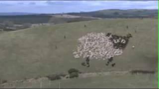 Extreme Sheep Herding - With Lights