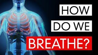 How Do We Breathe?