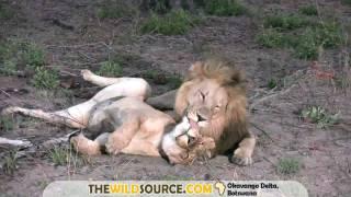 Lion Courtship