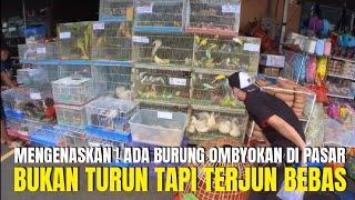 MENGENASKAN  BUKAN HANYA TURUN TAPI ADA YG TERJUN BEBAS HARGA BURUNG OMBYOKAN DI PASAR PRAMUKA