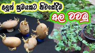 නිවසේදීම අලුත් ක්‍රමයකට අල වවමු How To Grow Potatoes In a Pot.