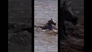 Painful destination - crocodile vs zebra #shortsfeed #shortvideo #shortsvideo