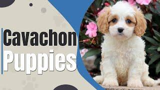 Cavachon Puppies  All you Need to Know 