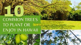 10 Common Trees to Plant or Enjoy in Hawaii