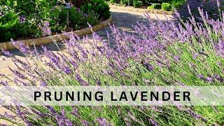 When Why and How to Prune Lavender