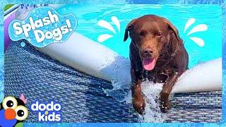Goofy Dog Keeps Spilling All The Pool Water  Dodo Kids  Splash Dogs