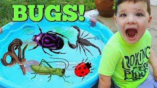 Learn Names of Bugs with Insect Toys For Kids Learn Colors with Bugs and Caleb & Mommy
