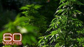 Californias marijuana fields Weed in Colorado A new direction on drugs  60 Minutes Full Episodes