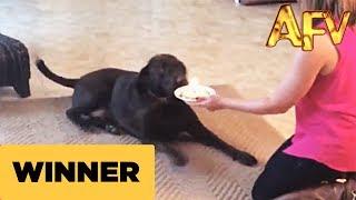 Happy Birthday Dog - AFV Prize Winner - AFV