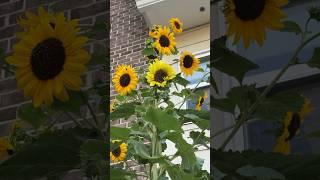 Sunflowers and Bees #gardening #sunflower #summer #summervibes #ytshorts #nature #flowerphotography