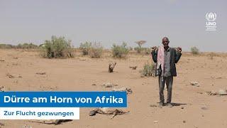 Dürre am Horn von Afrika