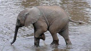 Baby Elephant I’m Not Sure I Like My Feet in Water