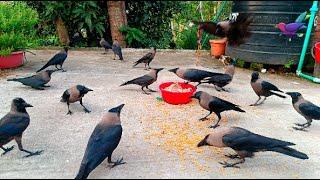 Wild birds fight with crows for food  Crow bird Fight for Food - Angry kauwa ki awaaz P1137