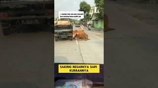 detik-detik sapi kurban jumbo melarikan diri dari mobil ‼️‼️#sapi #kurban #iduladha #lebaranhaji