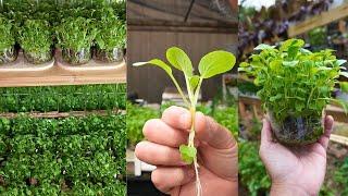 STOP Growing Microgreens in Plastic Use Glass Containers