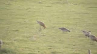 black tailed godwits