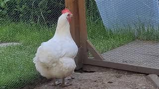 Chicken - Whats your name Tony Ezekiel