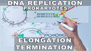 DNA Replication in Prokaryotes  Elongation and Termination