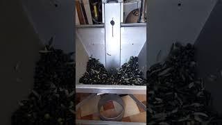 Frangitura 75 kg di olive ottenuto 8 litri di olio