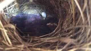 Baby birds sleeping inside nest