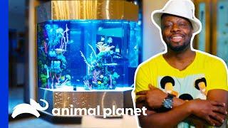 Wyclef Jean Celebrates Getting a Massive Caribbean Themed Tank  Tanked