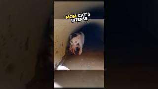 This heroic mom cat saved her kittens from a flooded drainpipe  #wholesome