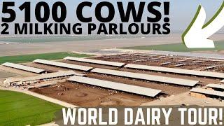 Milking 5100 Holsteins in 2 Double 30 Milking Parlours Part 1