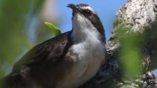 Charming chatterer – White-browed Babbler in Glen Alice