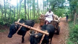 The Best Transportation System in African Village