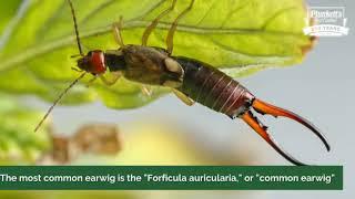 What are earwigs?