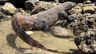 How Do Komodo Dragons Dispose Of Their Feces That Have Swallowed Their Prey Whole