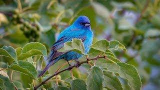 Indigo Bunting