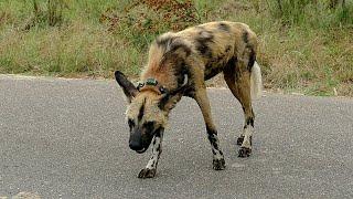 Wild Dogs Performing Location Calling