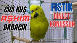 Cici kuş Aşkım Babacık öpücük dinlet konuşsun Konuşan muhabbet kuşu fıstık