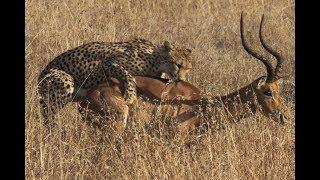 Cheetah hunts and kills an Impala Kruger National Park South Africa