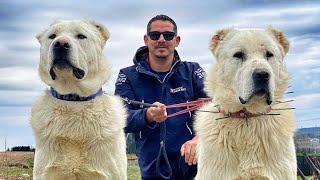 TURKISH CHAMPION AKBAS Shepherd Dogs