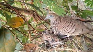 Zebra dove birds Feed the baby in the nestEp1  Review Bird Nest 