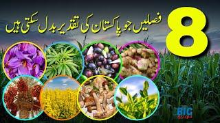 8 Crops That Can Change The Fate of Pakistan  BigSocho