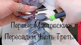 Первые Мартовские Пересадки Часть Третья #суккуленты#папоротник#аглаонемы