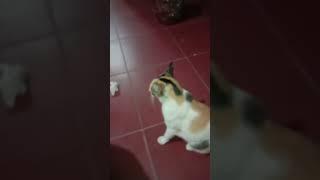 Kucing betina belang tiga berantem dengan kucing oren #shorts #videoshorts