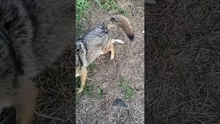 Will A Coyote Fetch A Dog Toy??  Play Tug Of War?