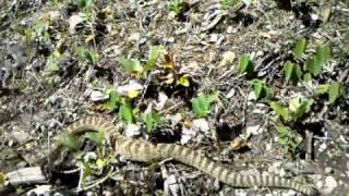 Logan canyon rattlesnake