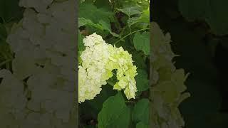 my hydrangeas