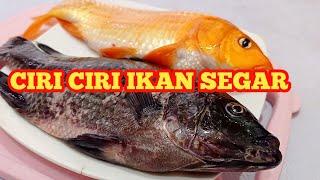 Ciri-ciri Ikan Segar  Tanda tanda Ikan Segar #ikansegar