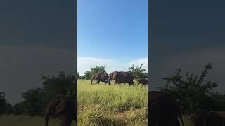 A heard of elephants passes right by us