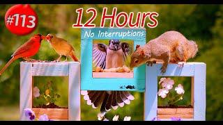 TV for Cats 12 Hours of Birds  and Squirrels Uninterrupted CatTV