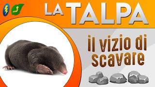 La Talpa il vizio di scavare 