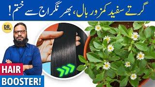 Bhringraj Ke Fayde For Hair  How Bhringraj Oil Fixes Hair Loss  Dr. Ibrahim