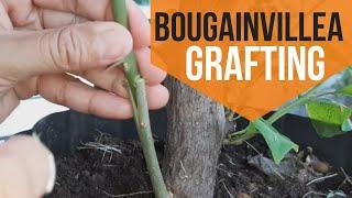 HOW TO GRAFT BOUGAINVILLEA 6 easy steps